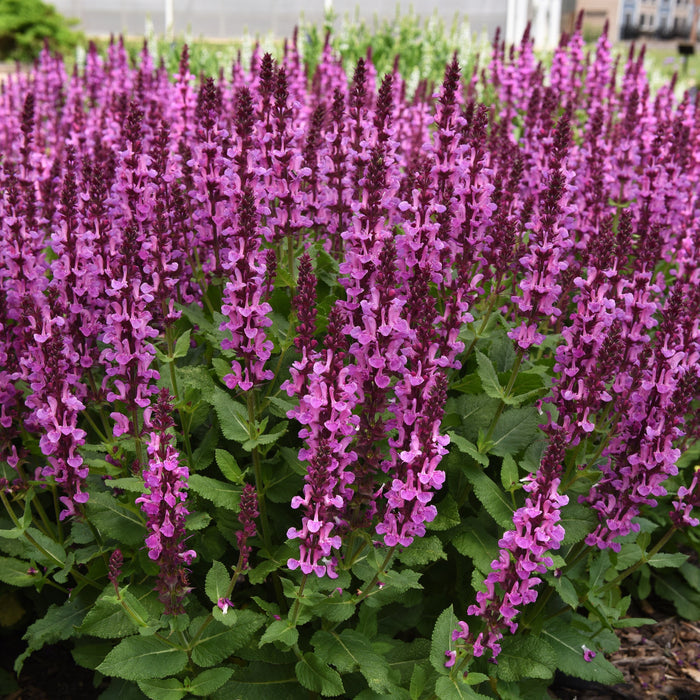 Buy Salvia nemorosa 'Rose Marvel' online UK