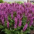 Buy Salvia nemorosa 'Rose Marvel' online UK
