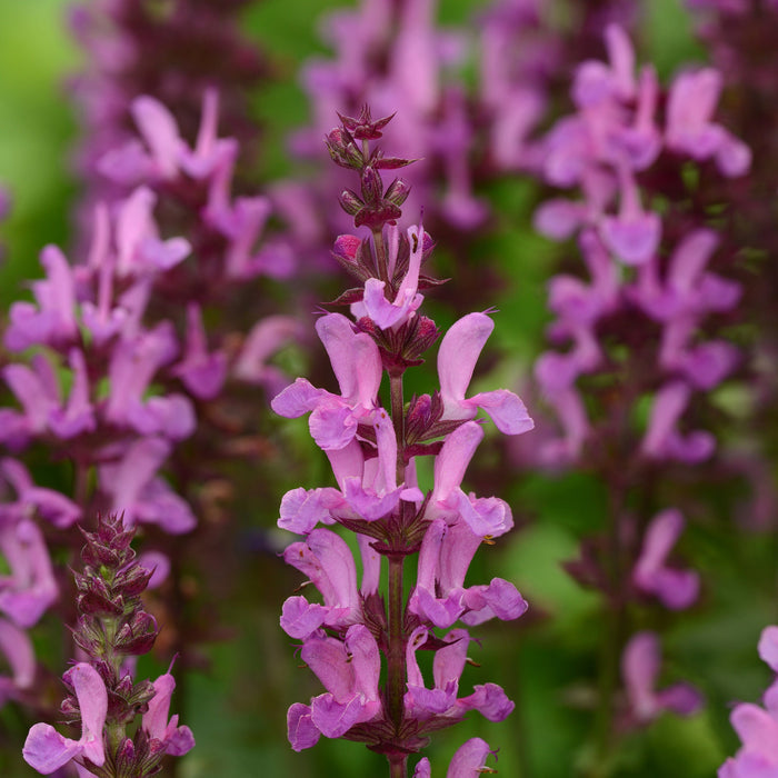 Buy Salvia nemorosa 'Rose Marvel' online UK