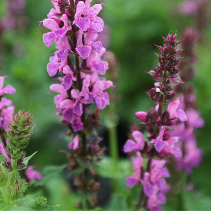 Buy Salvia nemorosa 'Rose Marvel' online UK