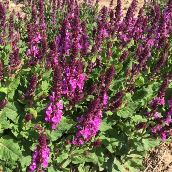 Buy Salvia nemorosa 'Rose Marvel' online UK