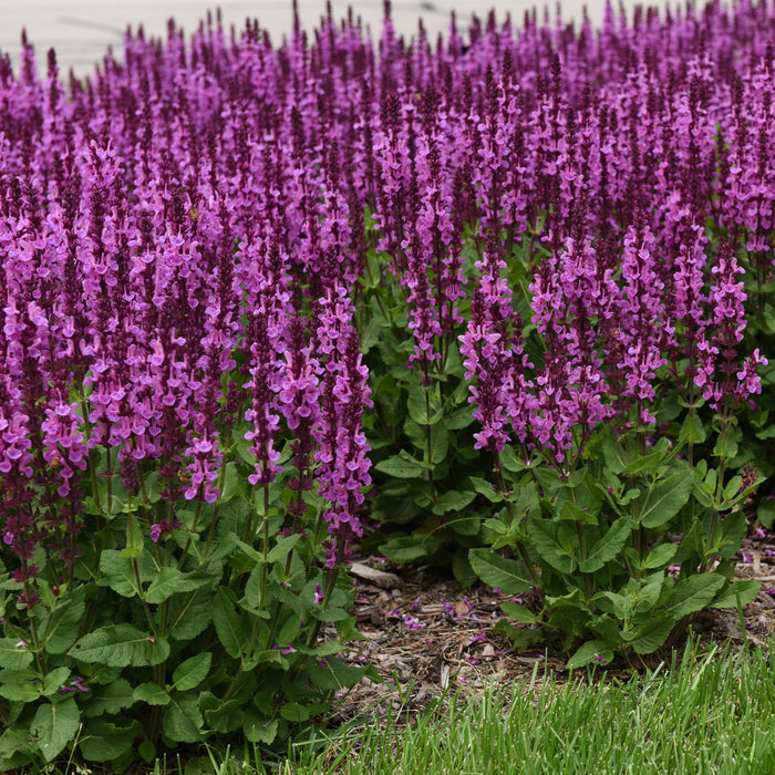 Buy Salvia nemorosa 'Rose Marvel' online UK