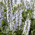 Buy Salvia × sylvestris 'Bumblesky' online UK