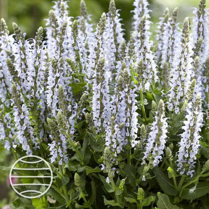 Buy Salvia × sylvestris 'Bumblesky' online UK