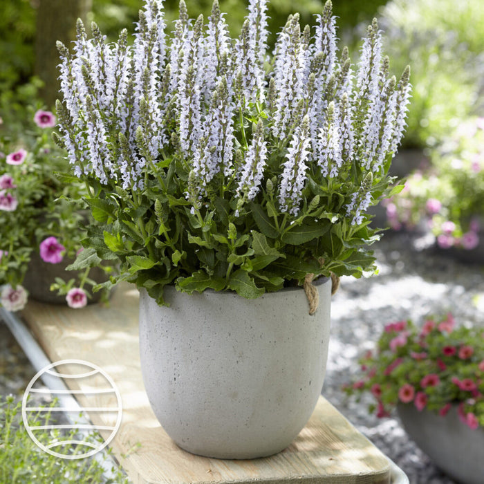 Buy Salvia × sylvestris 'Bumblesky' online UK
