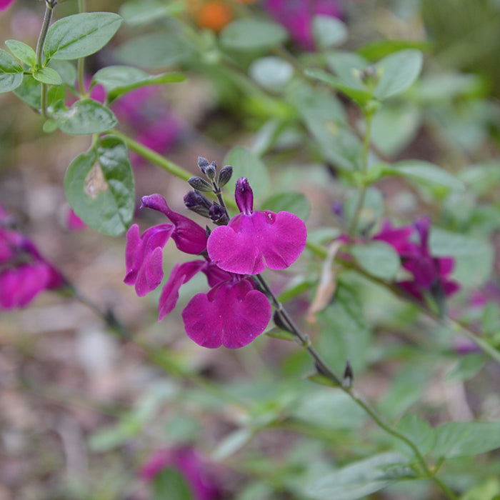 Buy Salvia 'Viola's Darling' online UK