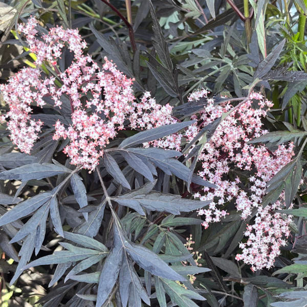 Buy Sambucus nigra 'Black Lace' online UK