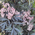Buy Sambucus nigra 'Black Lace' online UK