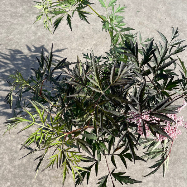 Buy Sambucus nigra 'Black Lace' online UK