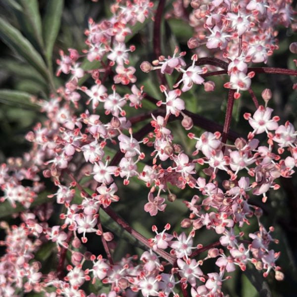 Buy Sambucus nigra 'Black Lace' online UK