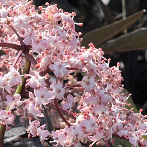 Buy Sambucus nigra 'Black Lace' online UK