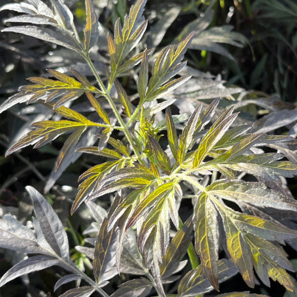 Buy Sambucus nigra 'Black Lace' online UK