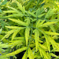 Buy Sambucus nigra 'Golden Tower' online UK