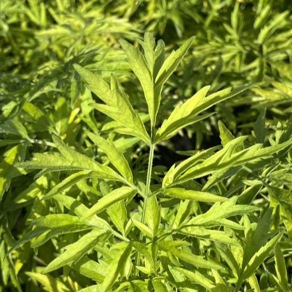 Buy Sambucus nigra 'Golden Tower' online UK