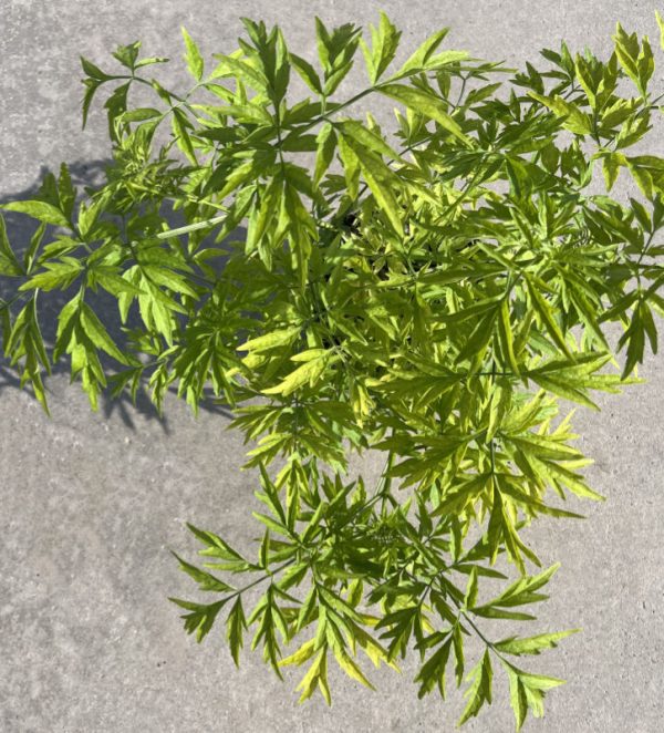 Buy Sambucus nigra 'Golden Tower' online UK