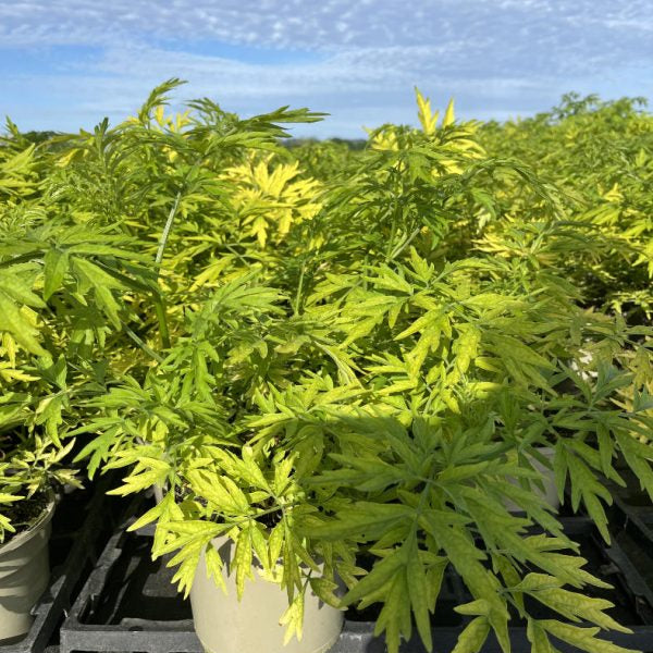 Buy Sambucus nigra 'Golden Tower' online UK