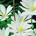 Buy Sanguinaria canadensis (Canada Puccoon) Bulbs online UK