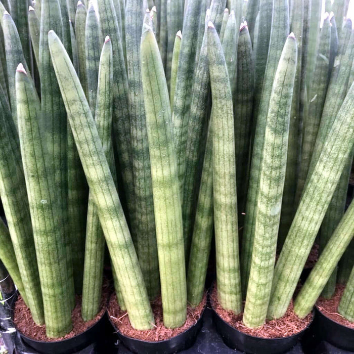 Buy Sansevieria cylindrica (African Spear) online UK