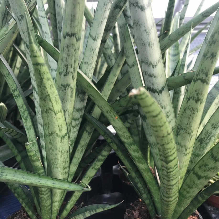 Buy Sansevieria cylindrica (African Spear) online UK