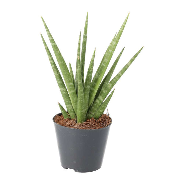Buy Sansevieria cylindrica (African Spear) online UK
