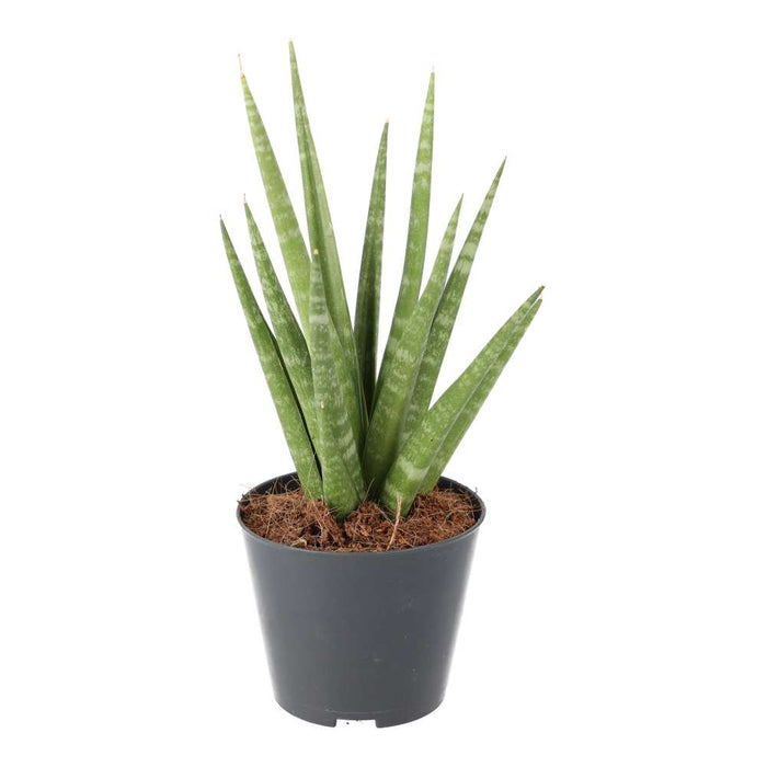 Buy Sansevieria cylindrica (African Spear) online UK