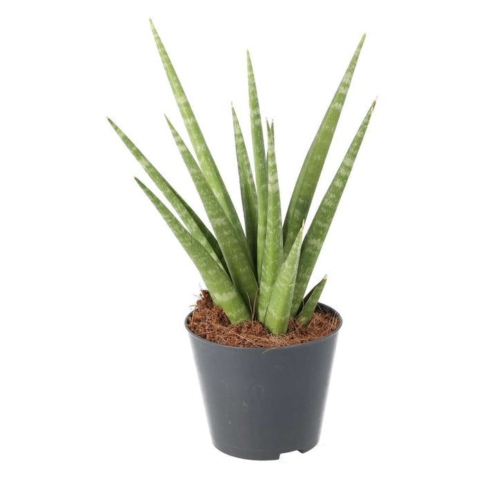 Buy Sansevieria cylindrica (African Spear) online UK