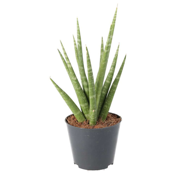 Buy Sansevieria cylindrica (African Spear) online UK
