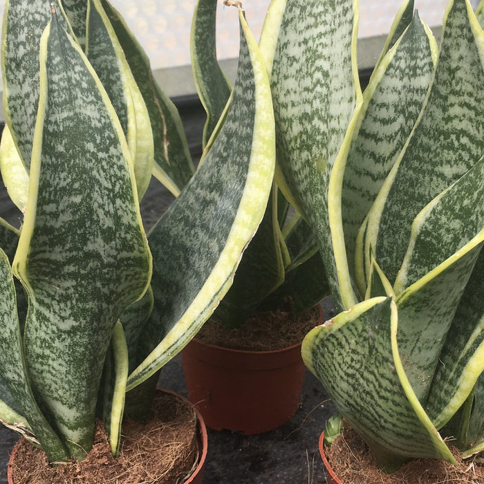 Buy Sansevieria trifasciata (Mother-in-law's Tongue) online UK