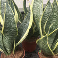Buy Sansevieria trifasciata (Mother-in-law's Tongue) online UK