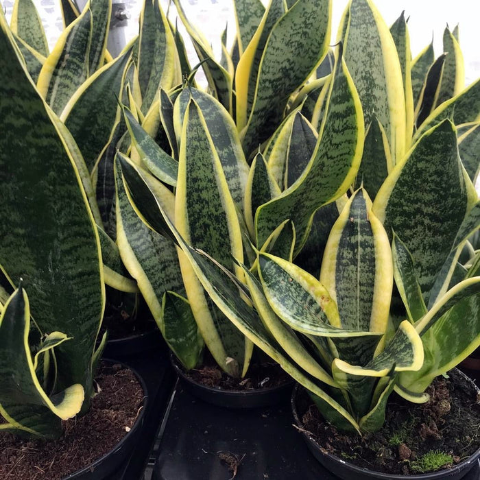 Buy Sansevieria trifasciata (Mother-in-law's Tongue) online UK
