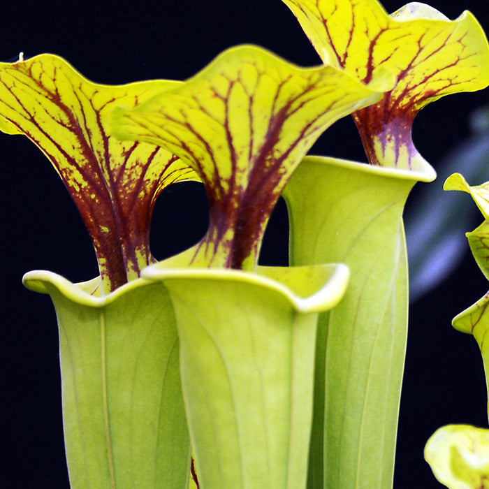 Buy Sarracenia 'Maroon' online UK