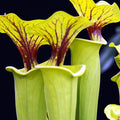 Buy Sarracenia 'Maroon' online UK
