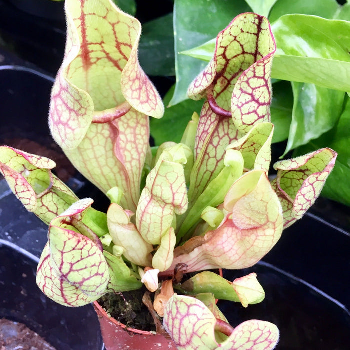 Buy Sarracenia 'Maroon' online UK