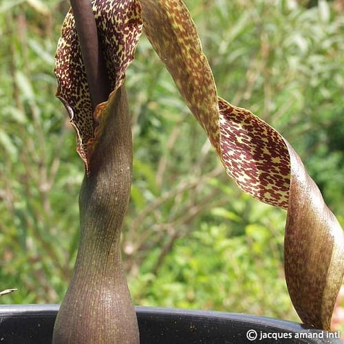 Buy Sauromatum venosum (Voodoo Lily) Bulbs online UK