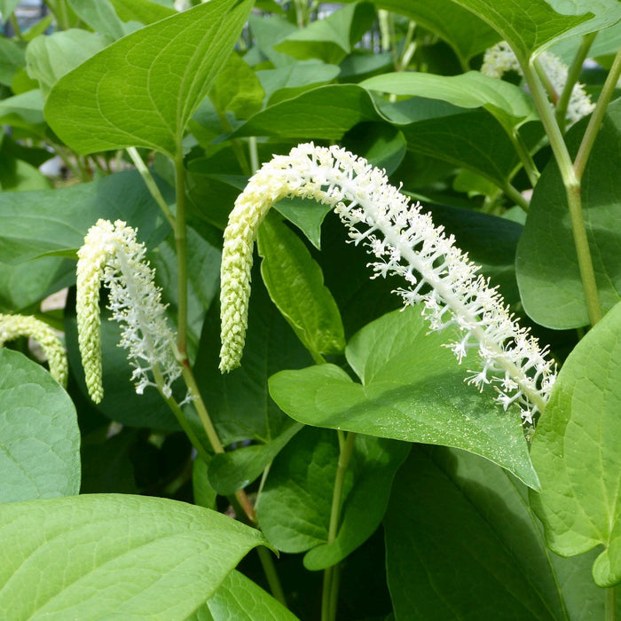Buy Saururus cernuus (Lizard's Tail) online UK