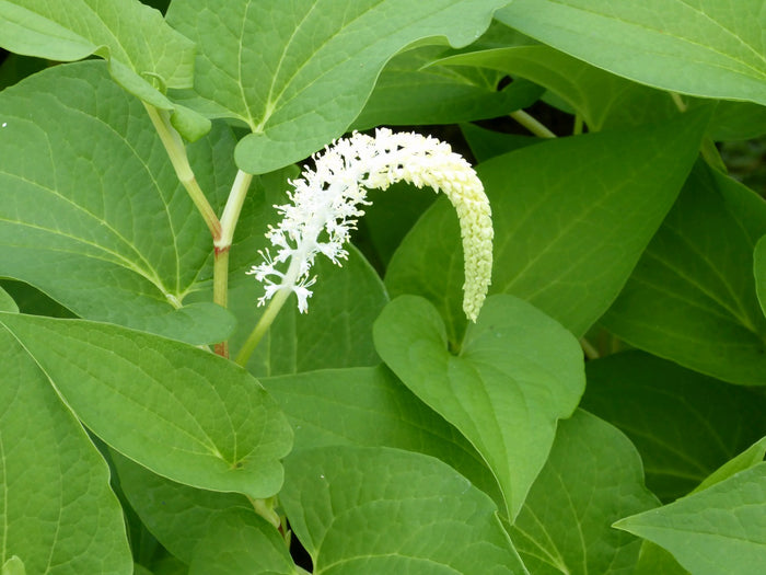 Buy Saururus cernuus (Lizard's Tail) online UK