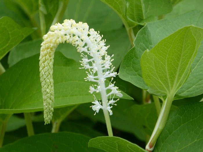 Buy Saururus cernuus (Lizard's Tail) online UK