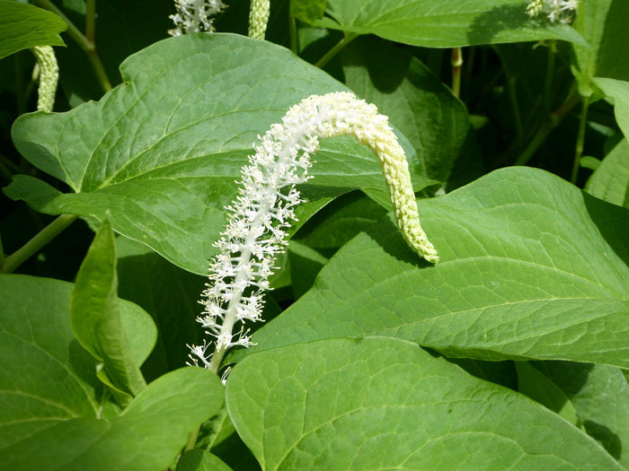 Buy Saururus cernuus (Lizard's Tail) online UK
