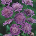 Scabiosa 'Butterfly Blue'