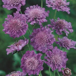 Scabiosa 'Butterfly Blue'