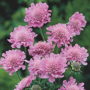 Scabiosa 'Pink Mist'