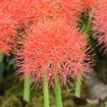 Buy Scadoxus multiflorus (Blood Flower) Bulbs online UK