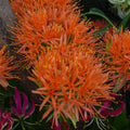 Buy Scadoxus multiflorus subsp. katherinae 'Flame' Bulbs online UK