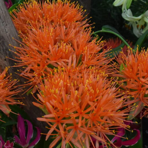 Buy Scadoxus multiflorus subsp. katherinae 'Orange Wonder' Bulbs online UK