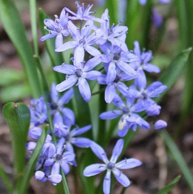 Buy Scilla bifolia (Alpine Squill) Bulbs online UK