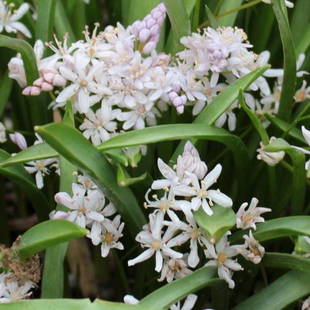 Buy Scilla bifolia 'Rosea' Bulbs online UK