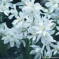 Buy Scilla mischtschenkoana (Misczenko Squill) Bulbs online UK