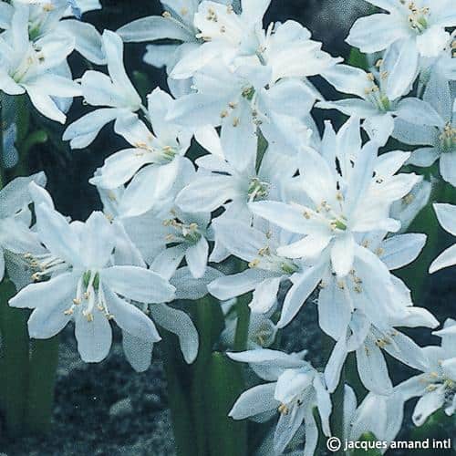 Buy Scilla mischtschenkoana (Misczenko Squill) Bulbs online UK