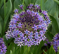 Buy Scilla peruviana (Portuguese Squill) Bulbs online UK