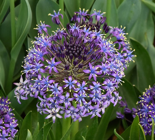 Buy Scilla peruviana (Portuguese Squill) Bulbs online UK